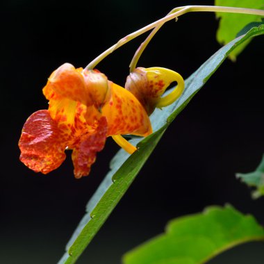 Turuncu balsam (Impatiens capensis)