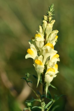 Ortak toadflax (Linaria vulgaris)