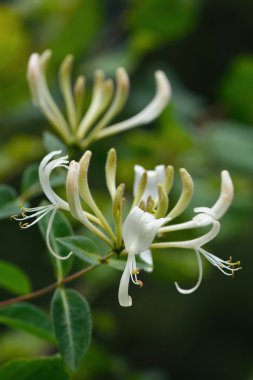Hanımeli (Lonicera periclymenum)