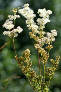 Erkeç sakalı (Filipendula ulmaria)