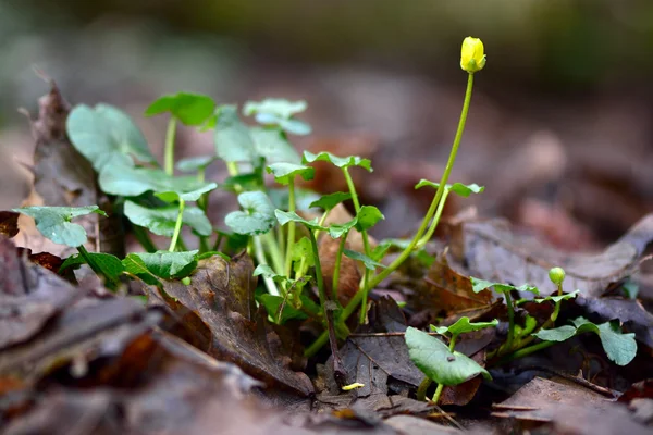 Lesser celandine (Ranunculus ficaria) — Stock Photo, Image