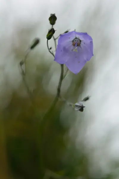 Harebell (Campanula rotundifolia) — ストック写真