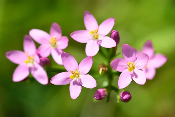 Çiçek ortak Kantaron (Centaurium erythraea)