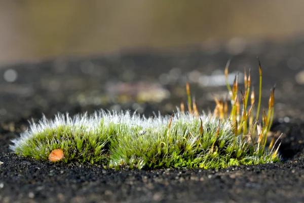 Vägg skruv-moss (Tortula muralis) brett — Stockfoto