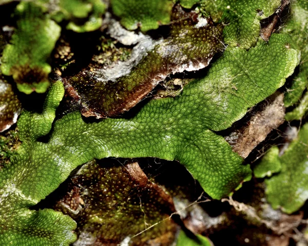 Velká vonná játrovek (Conocephalum conicum) — Stock fotografie