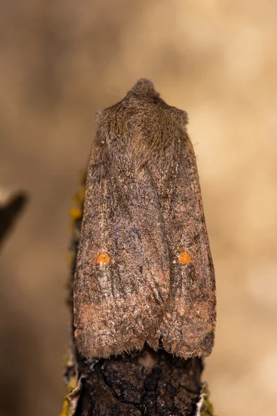 卫星蛾 (Eupsilia 横线尾夜蛾 — 图库照片