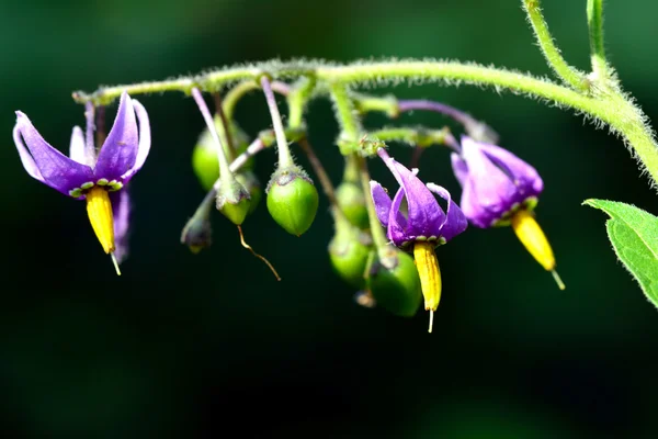 Nachtschattengewächs (solanum dulcamara)) — Stockfoto