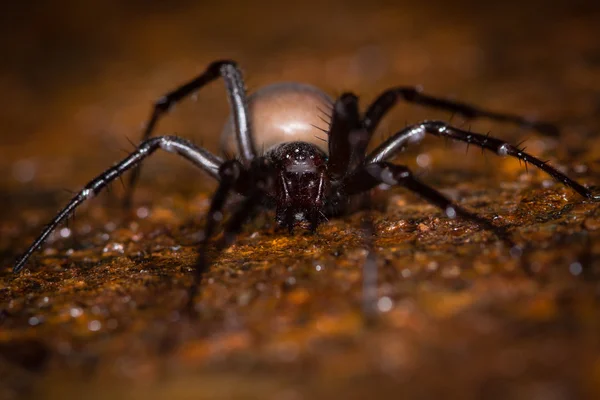 Европейский пещерный паук (Meta menardi ) — стоковое фото