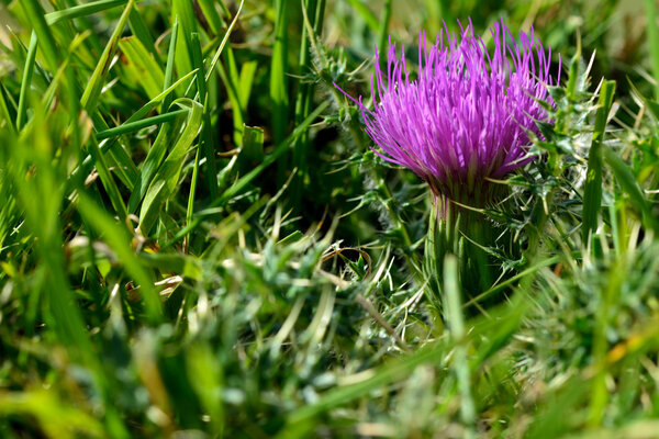 Dwarf thistle (Cirsium acaulon)