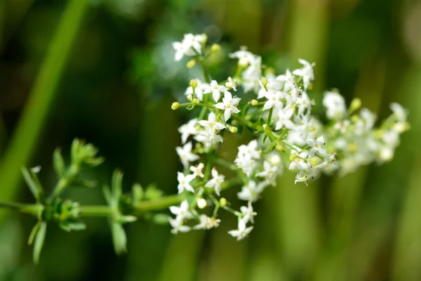 花の生け垣 bedstraw (ガリウム mollugo) — ストック写真