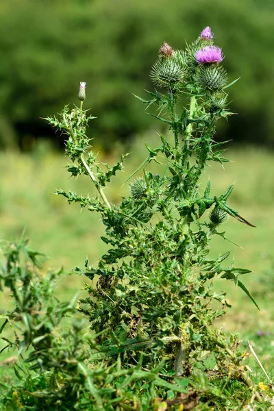 Spear thistle (Cirsium vulgare) — Stock Photo, Image