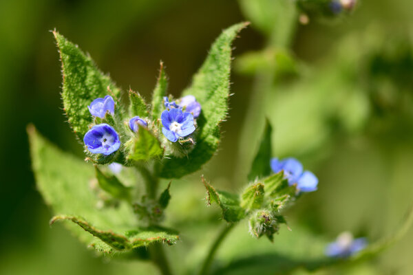 Bugloss (Anchusa arvensis)