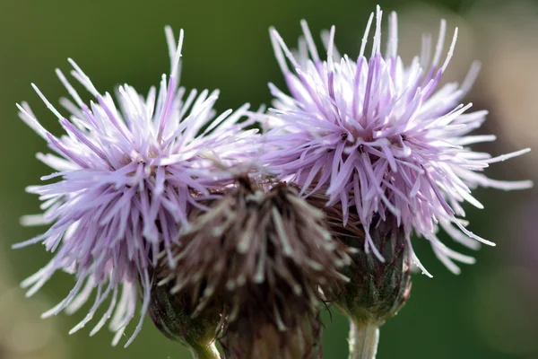 Cardo rastejante (Cirsium arvense ) — Fotografia de Stock