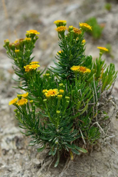 Samphire dorado (Inula crithmoides ) — Foto de Stock