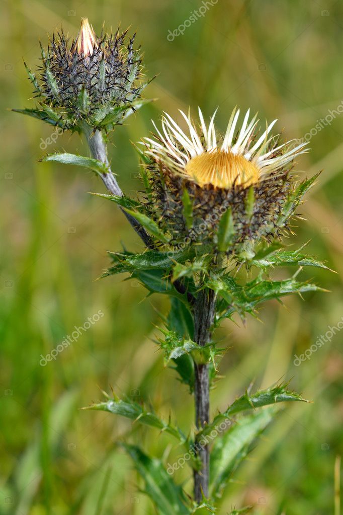 Carline thistle (Carlina vulgaris) Stock Photo by ©IanRedding 102933128