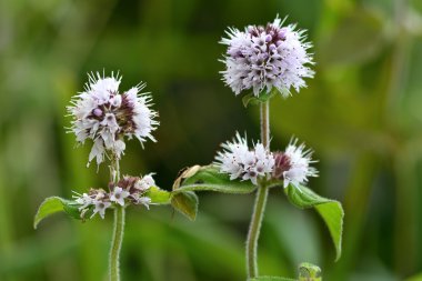 Su nane (Mentha aquatica)