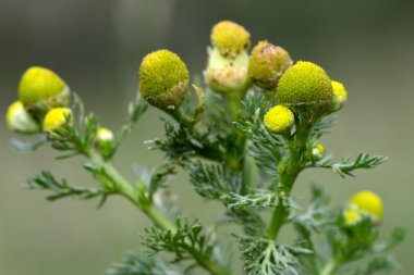 Pineappleweed (Matricaria discoidea)
