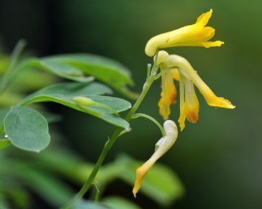 Sarı corydalis (Corydalis lutea)