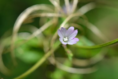 Yapraklı willowherb (Epilobium montanum)