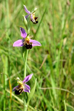 Arı orkidesi (Ophrys apifera)