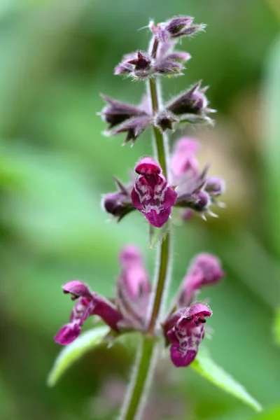 Hedge woundwort (Stachys presidentatica ) — стоковое фото