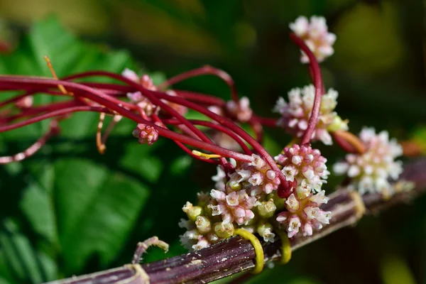 Обыкновенный доддер (Cuscuta epithymum ) — стоковое фото