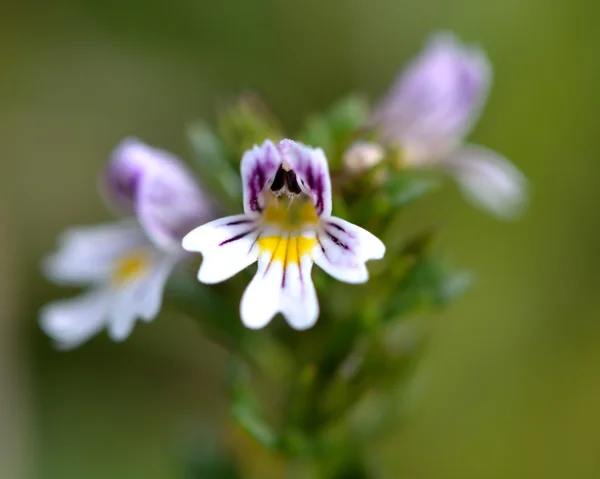 일반적인 eyebright (Euphrasia nemorosa) 꽃의 클로즈업 — 스톡 사진