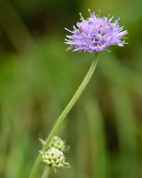 Devil's-bit scabious (Succisa pratensis) — Stock Photo, Image