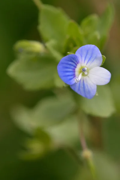 Speedwell de campo común (Veronica persica ) — Foto de Stock