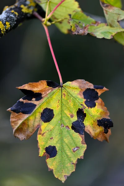 Sycamore (Acer pseudoplatanus) infectado com Rhytisma acerinum — Fotografia de Stock