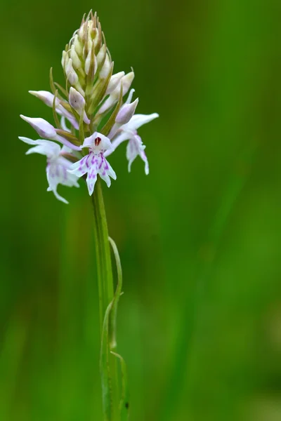 Orquídea manchada común (Dactylorhiza fuchsii ) — Foto de Stock