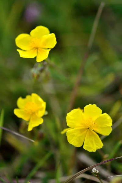 Wspólnego rock rose (Posłonek rozesłany) — Zdjęcie stockowe