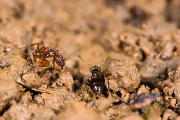 Fourmi rouge (Myrmica rubra) et petite fourmi noire (Lasius nigra) — Photo