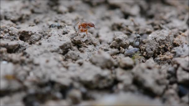 Gemensamma röd myra (Myrmica rubra) städa själv efter attack — Stockvideo