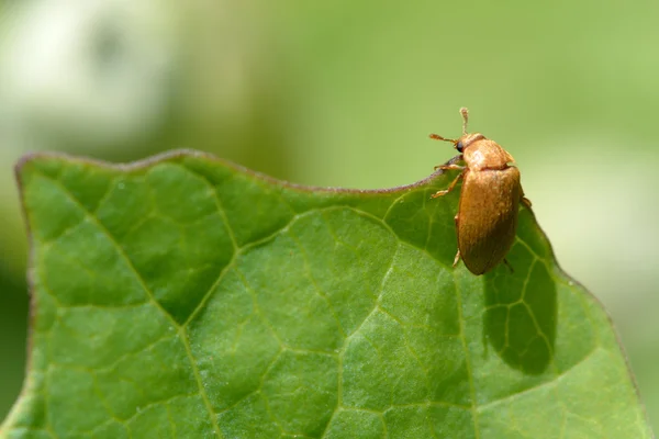 Besouro Byturus tomentosus — Fotografia de Stock