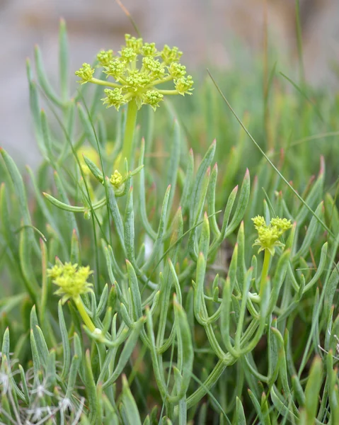 Rock samphire (Crithmum maritimum) plants in flower — Stock Photo, Image