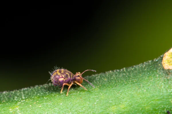 Dicyrtomina ornata springtail