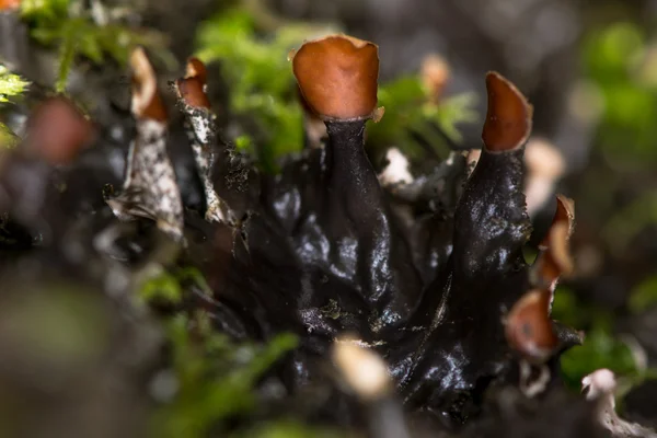 Peltigera σκύλος λειχήνα με apothecia — Φωτογραφία Αρχείου