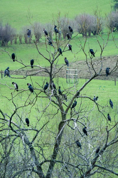 Corvos-marinhos (Phalacrocorax carbo) polvilhados em árvores em terras agrícolas — Fotografia de Stock