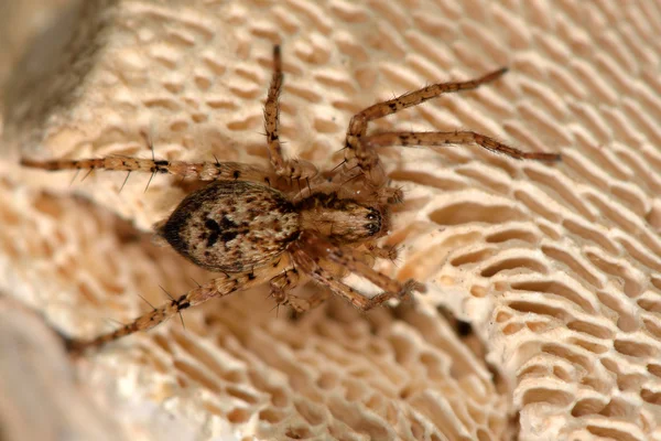Anyphaena acentuata araña — Foto de Stock