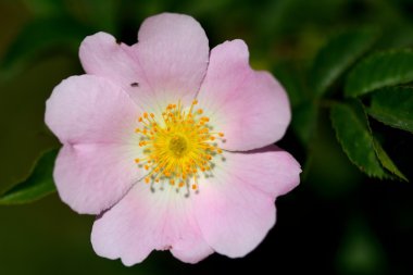 Chalcid wasp köpek rose (Rosa canina) çiçek