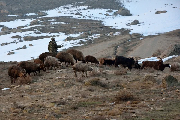 Pastor azerbaiyano sosteniendo palo entre cabras y ovejas, con nieve — Foto de Stock