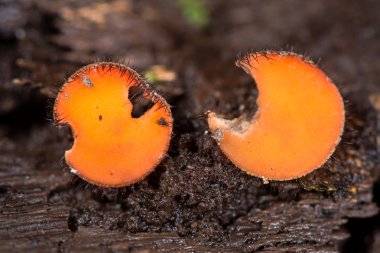 Eyelash fungus (Scutellinia scutellata) clipart