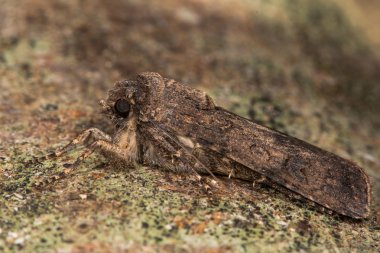 Şalgam güve (Agrotis segetum)