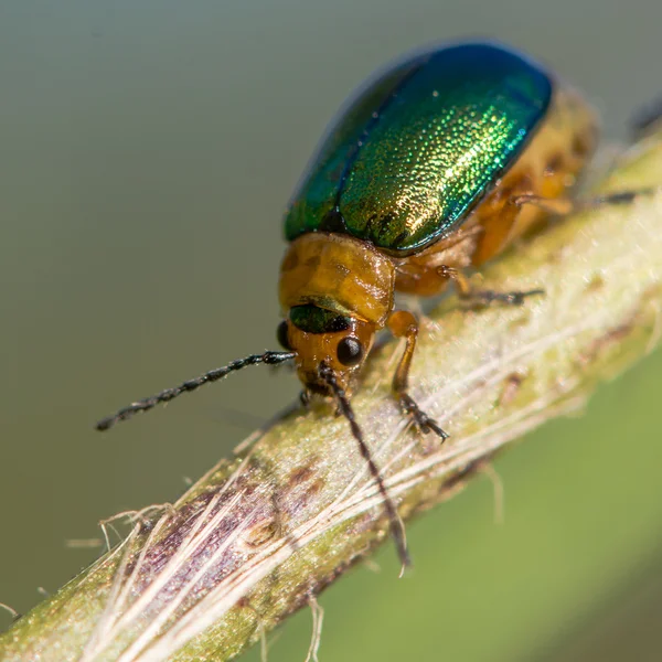 Sermylassa halensis skalbagge — Stockfoto