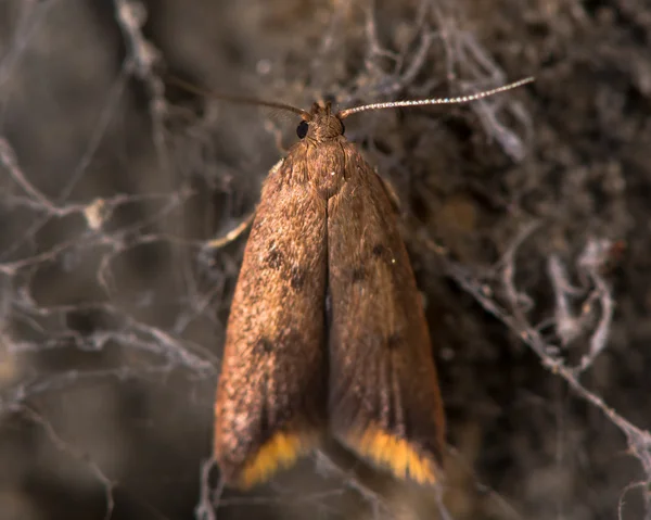 Tachystola acroxantha micro moth — Stockfoto