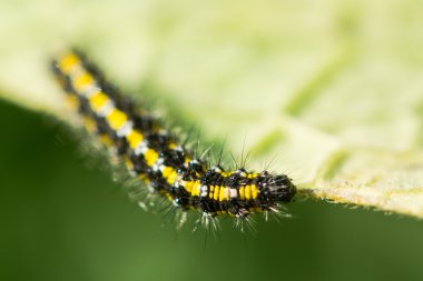 Scarlet kaplan caterpillar (Callimorpha dominula)