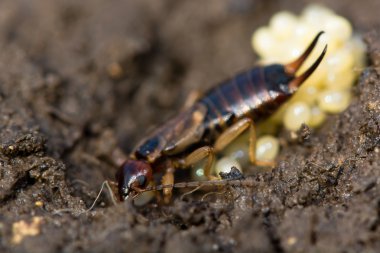 Common earwig (Forficula auricularia) with eggs clipart