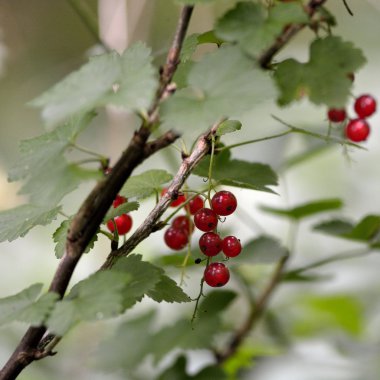 Frenk üzümü (Ribes rubrum) bitki meyve