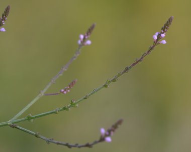 Mine çiçeği (Verbena officinalis)